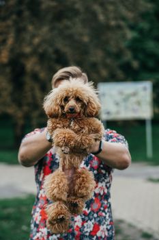 A man holds up a toy poodle in a park, showcasing the dog's fluffy coat and charm.